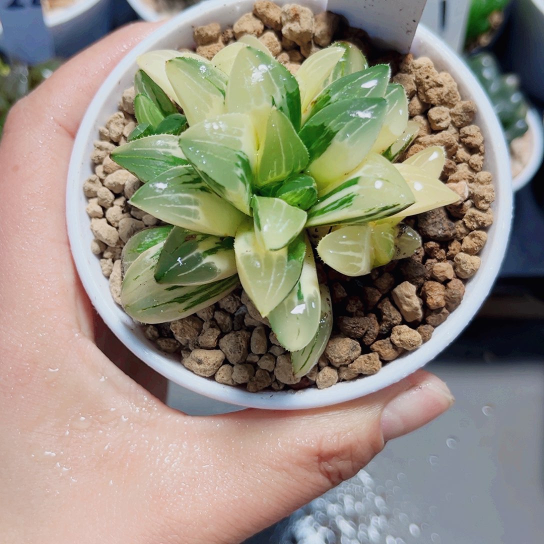 姬寿锦不带万象盆多肉植物