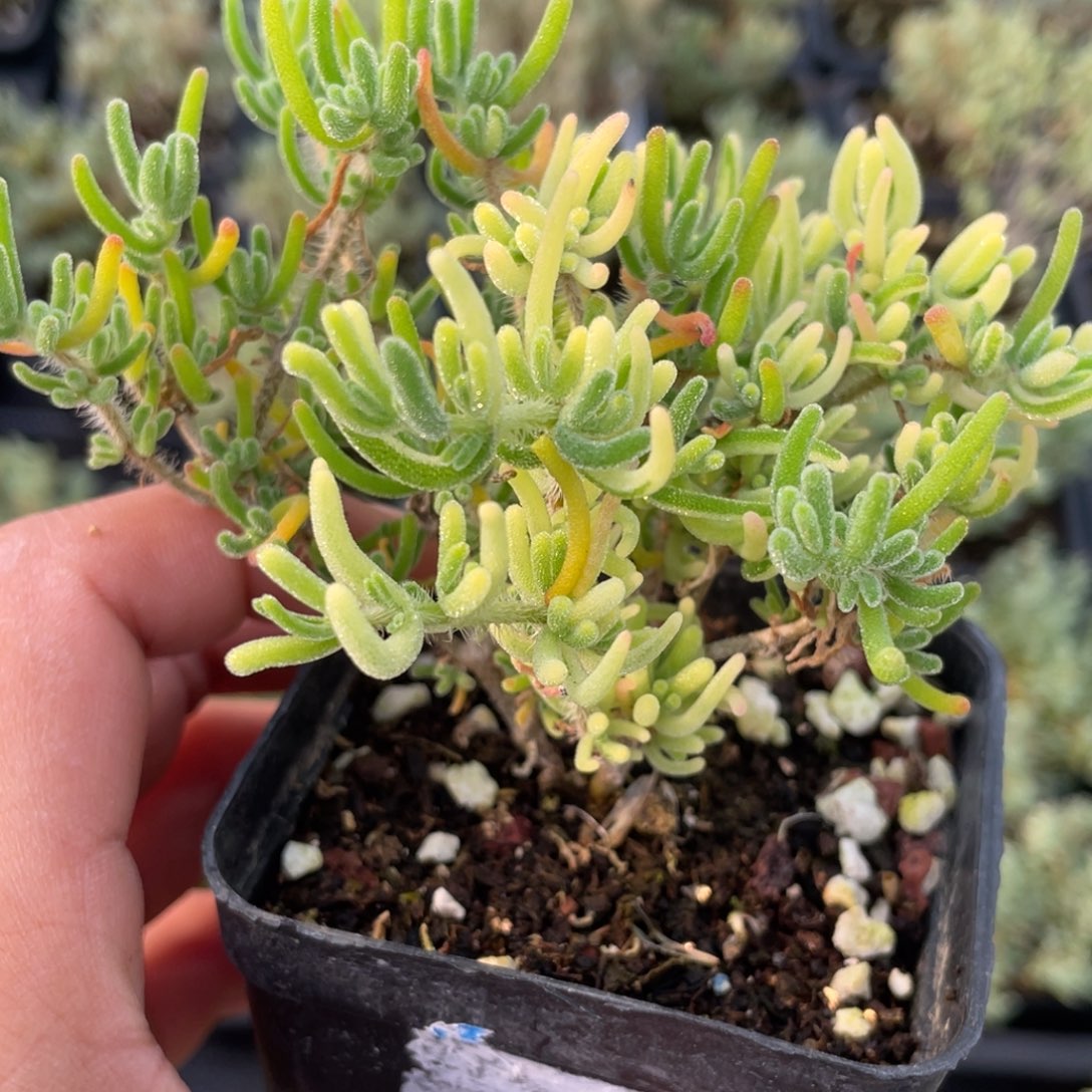 荧光兔阴阳锦。           