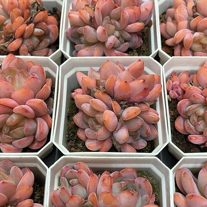 50。全明星群。福利多多