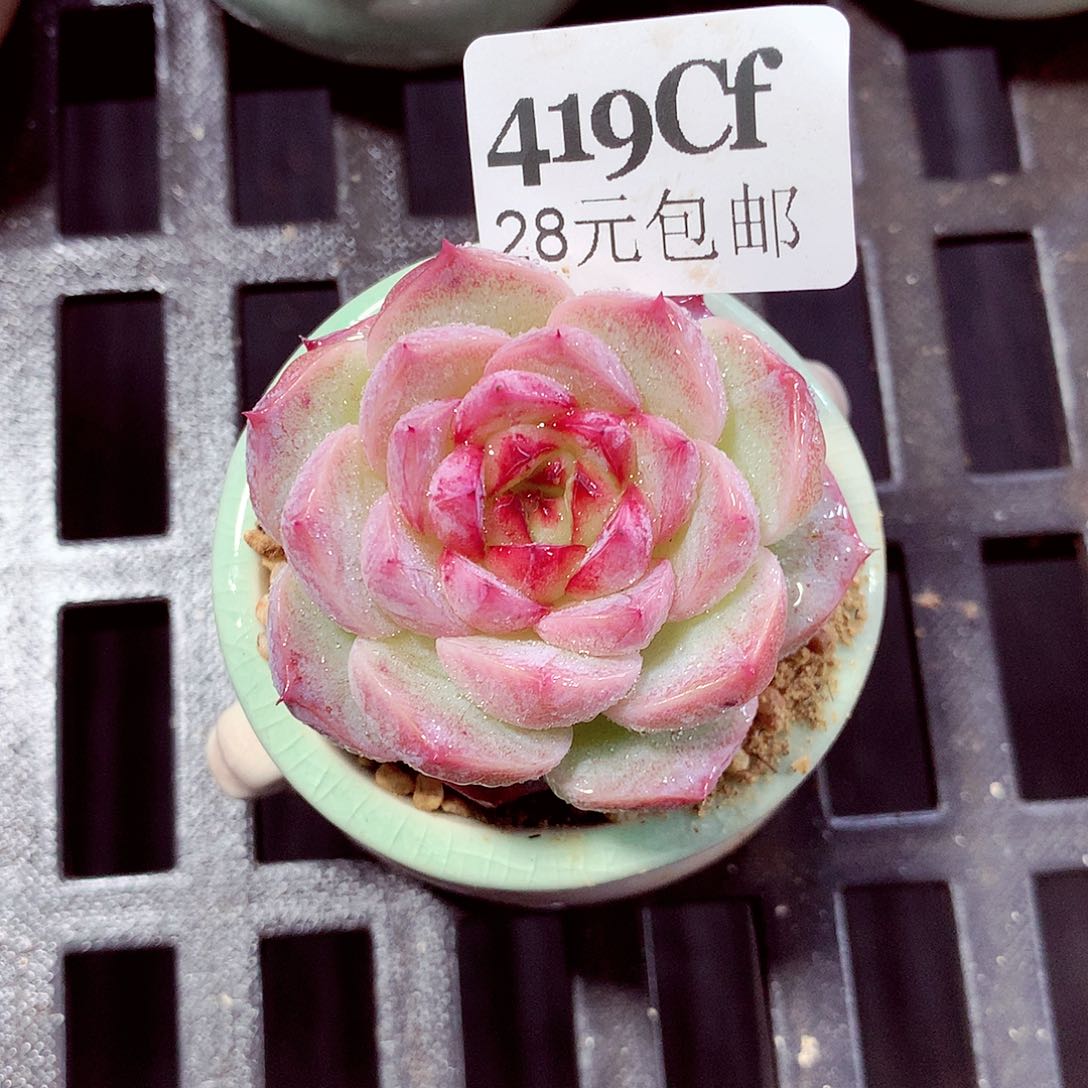 5厘米盆精控多肉419