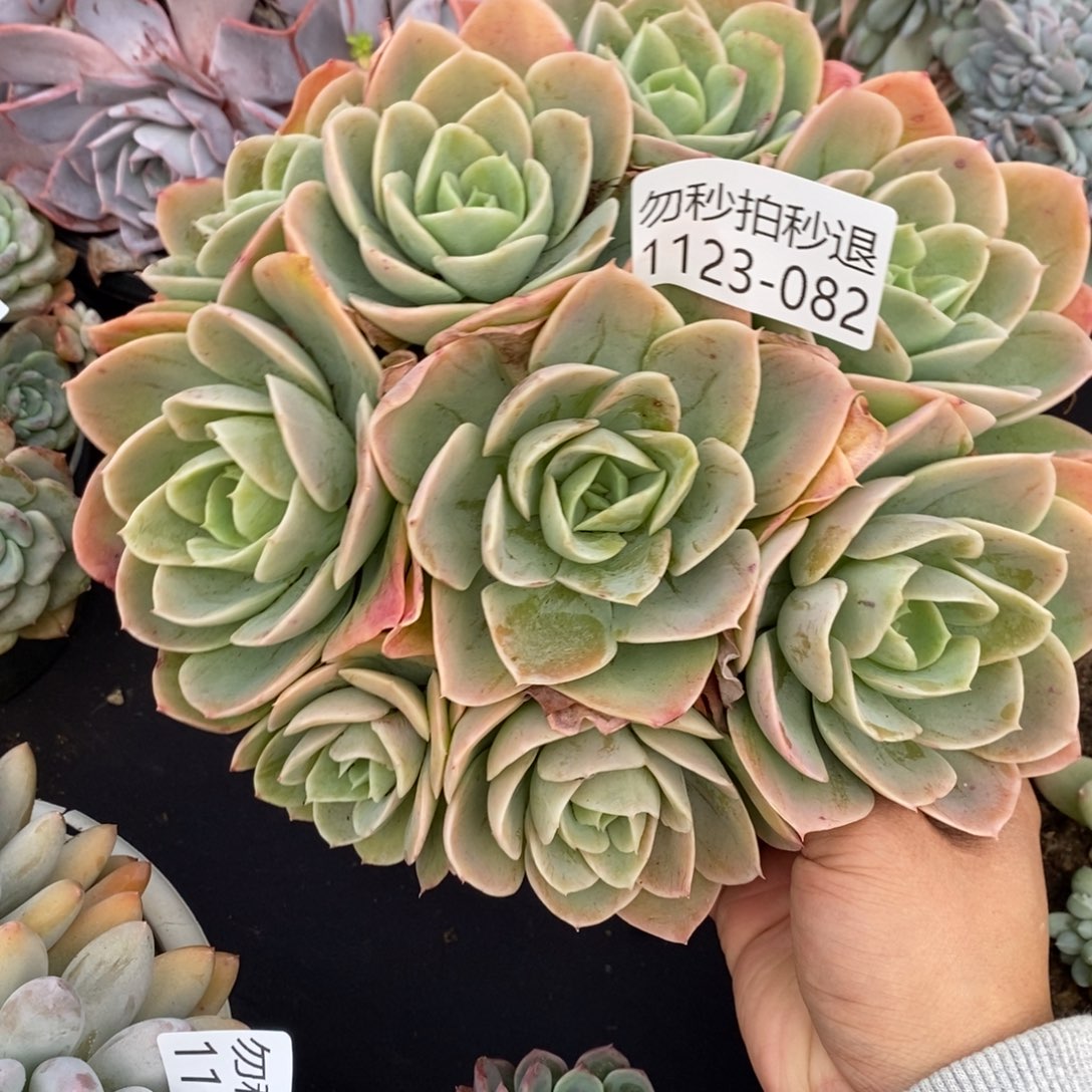 两单包邮1123-82星娜塔