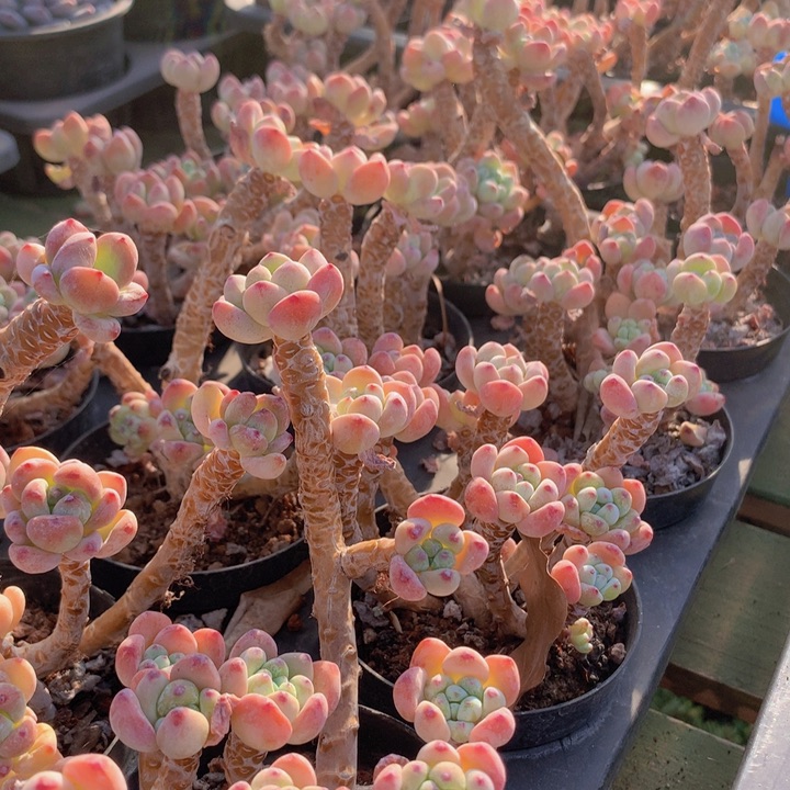 a18罗琦老桩脱土发