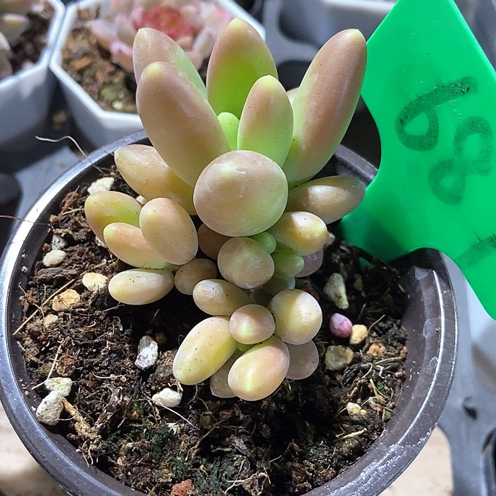 玄***鱼多肉植物687多肉