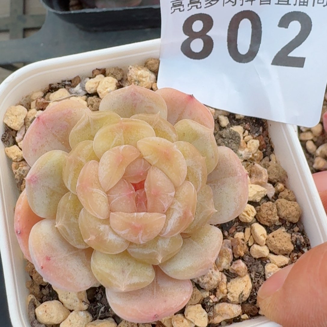 福利         精品多肉