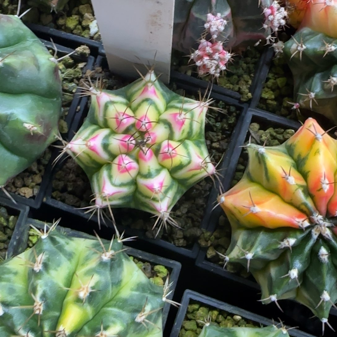 77-0214花田脱土发多肉