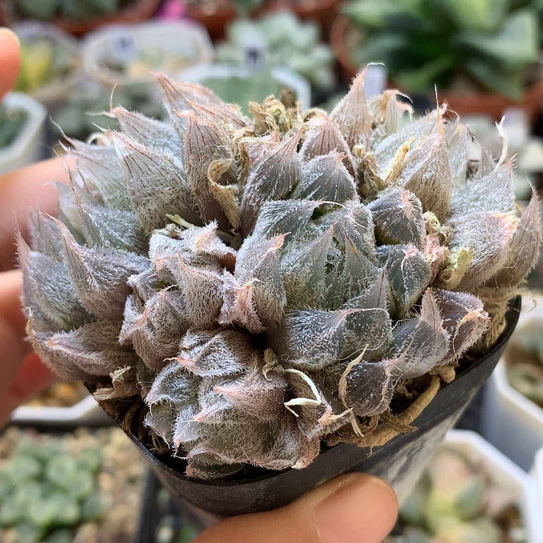 毛玉露锦带盆土发货