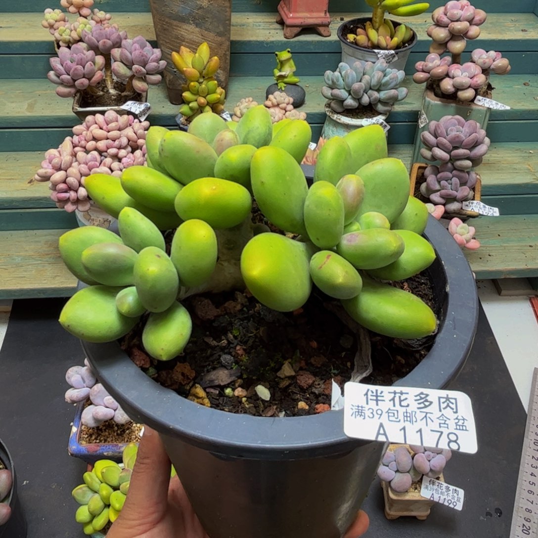 1178芒果奶10cm多肉