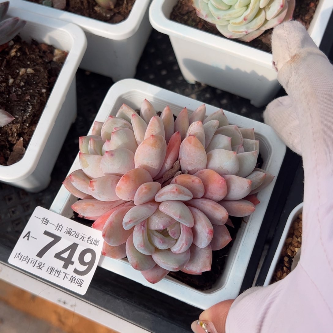 橙梦露多肉多肉多肉多肉多肉