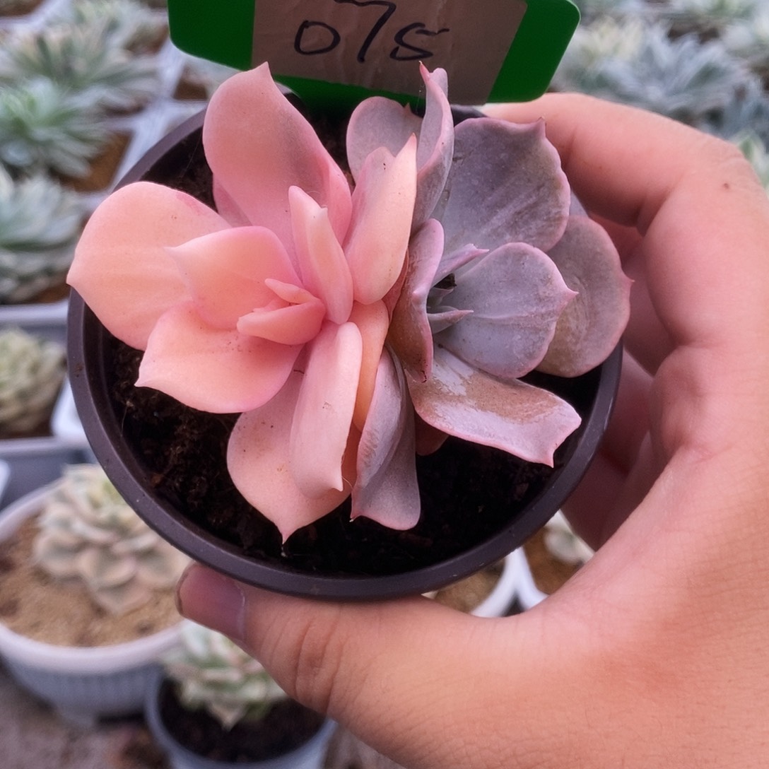 075哈哈哈哈哈哈哈