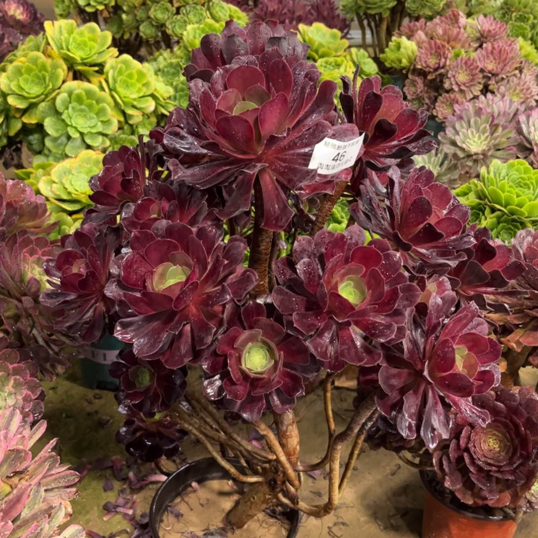 46花纳多肉植物法师