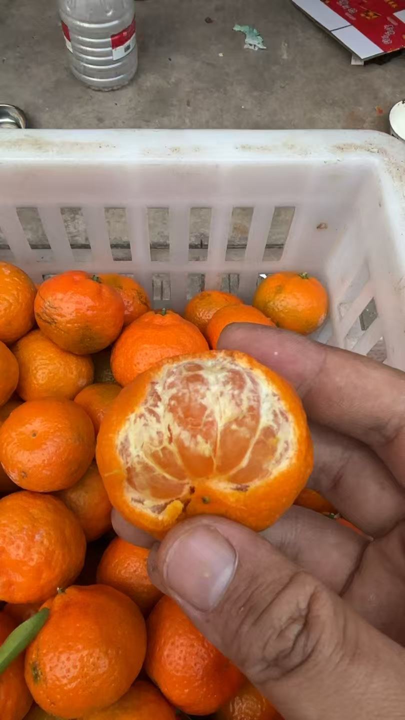 南丰猎广沙糖桔口感甜蜜蜜