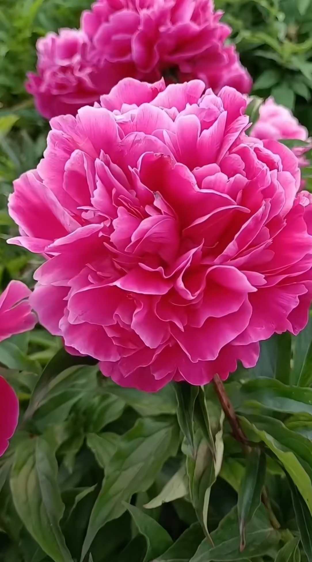 芍药~~~【粉色佳人】~~对版对色~~·国产品种~花大色艳~香味浓郁~