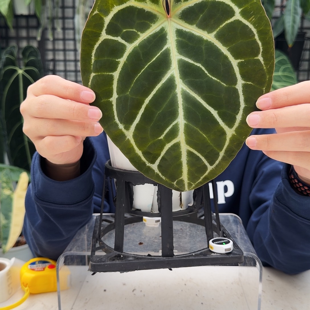 夏***荷完全开放C130红铜