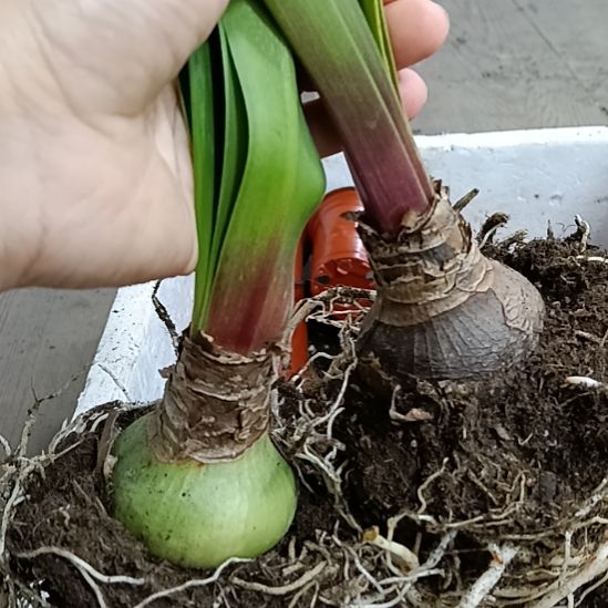 无花朵卡罗琳娜5+发二个