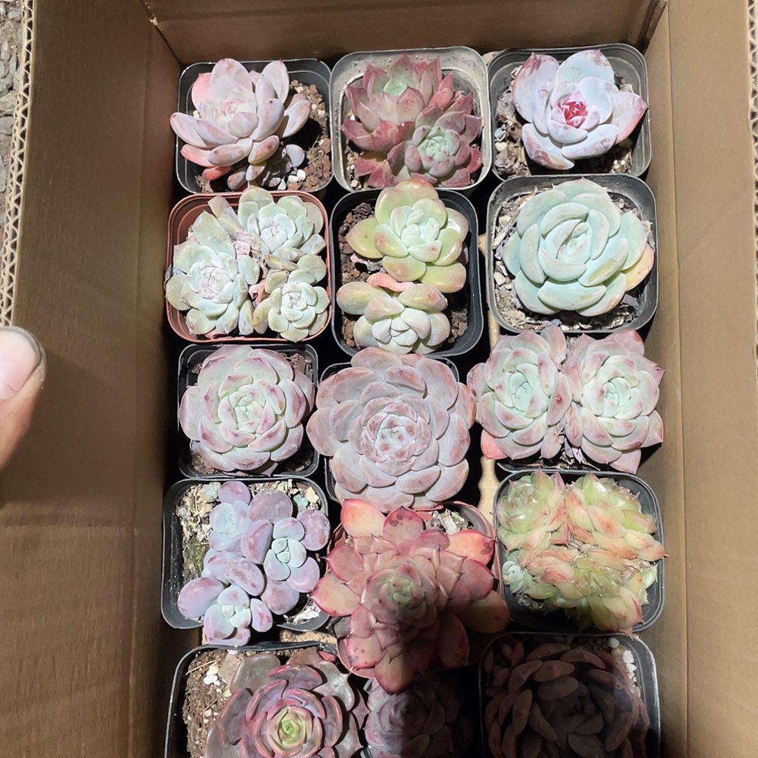 开播福利！精品多肉