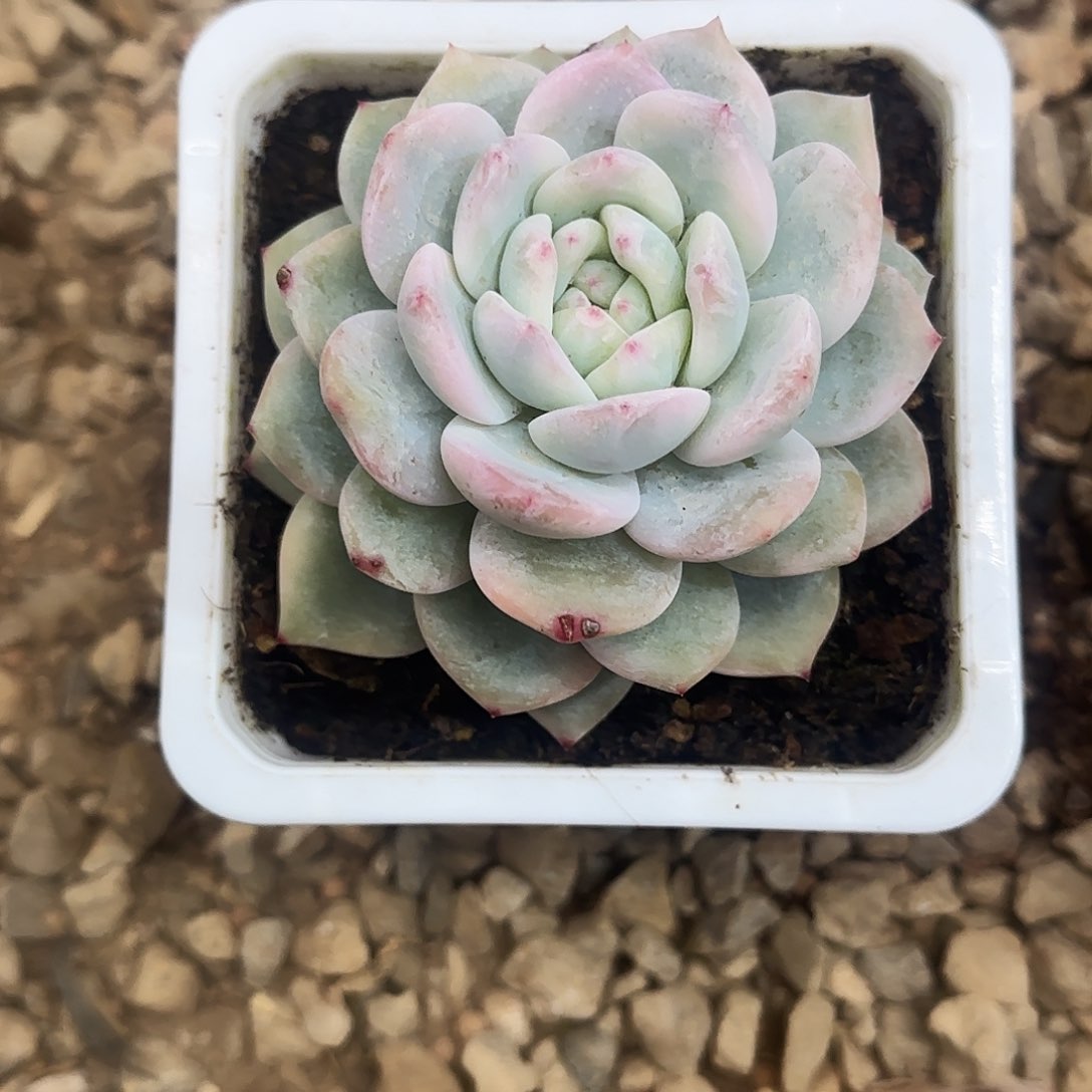 橙梦露锦多肉植物