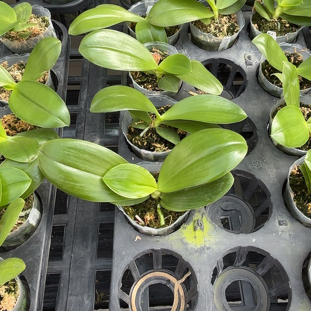 小***°当前无花栽培后可以开花2代斑马