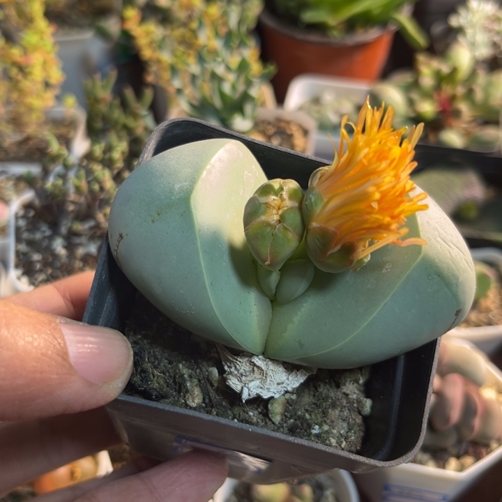 721 生石花大金铃