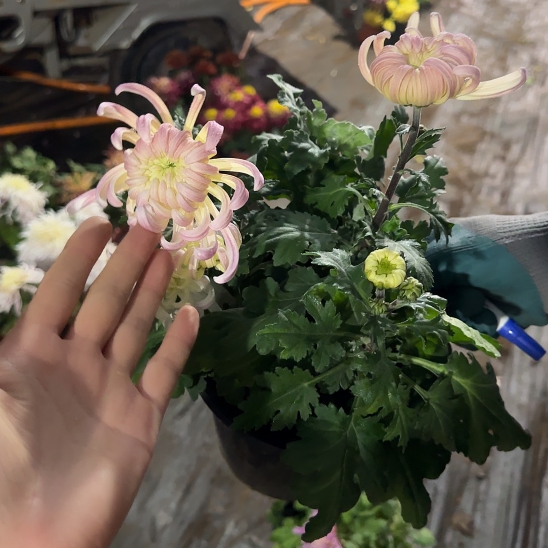 全部花朵倾国倾城一颗