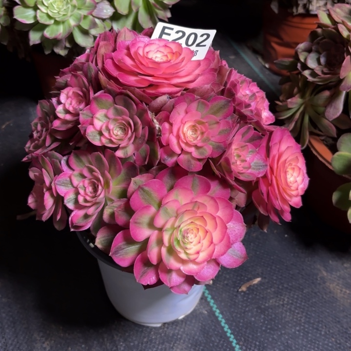 瑞妈一物一拍202