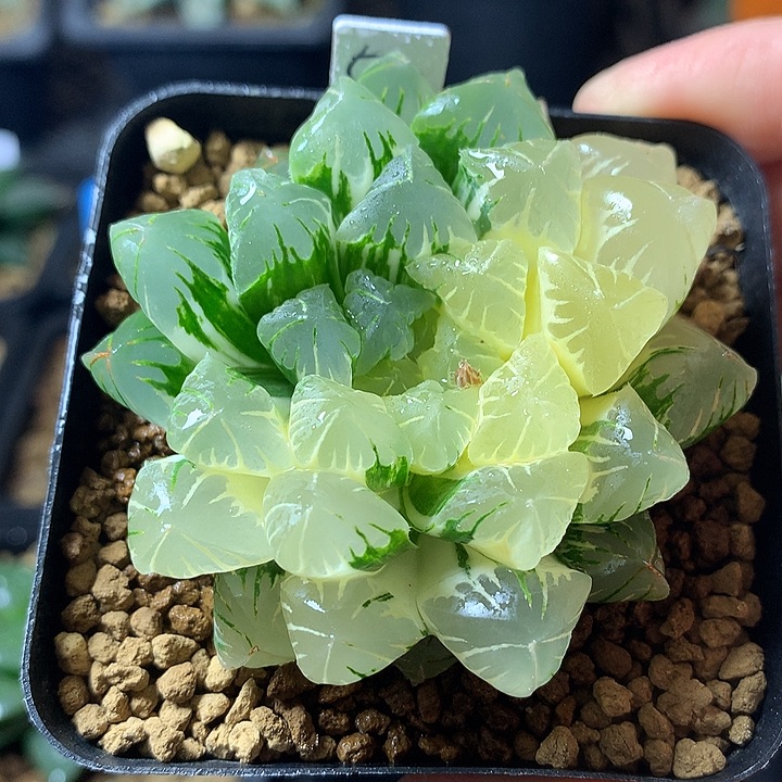 广濑玉露锦一物一拍