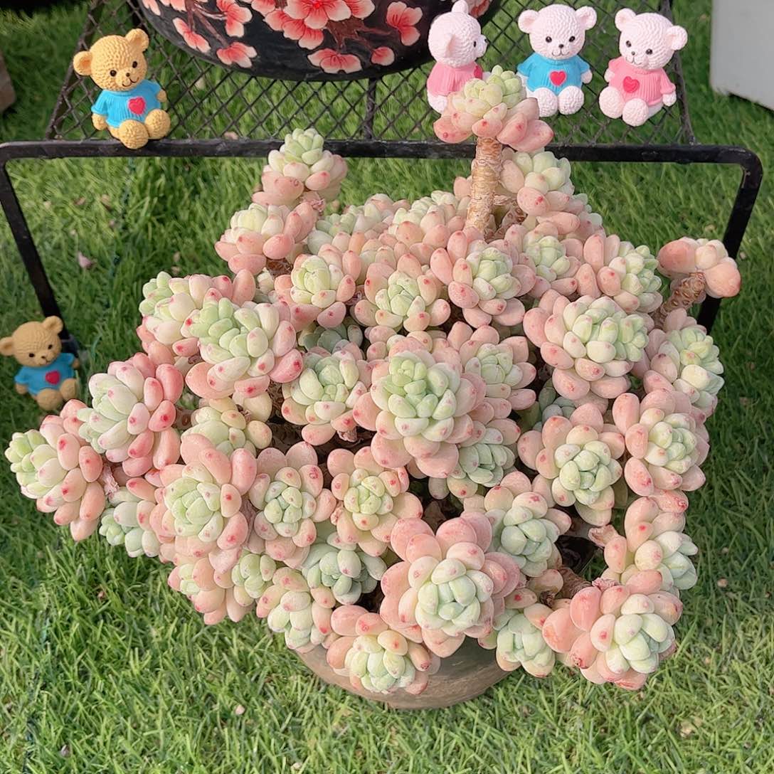 韩版樱花罗琦多肉