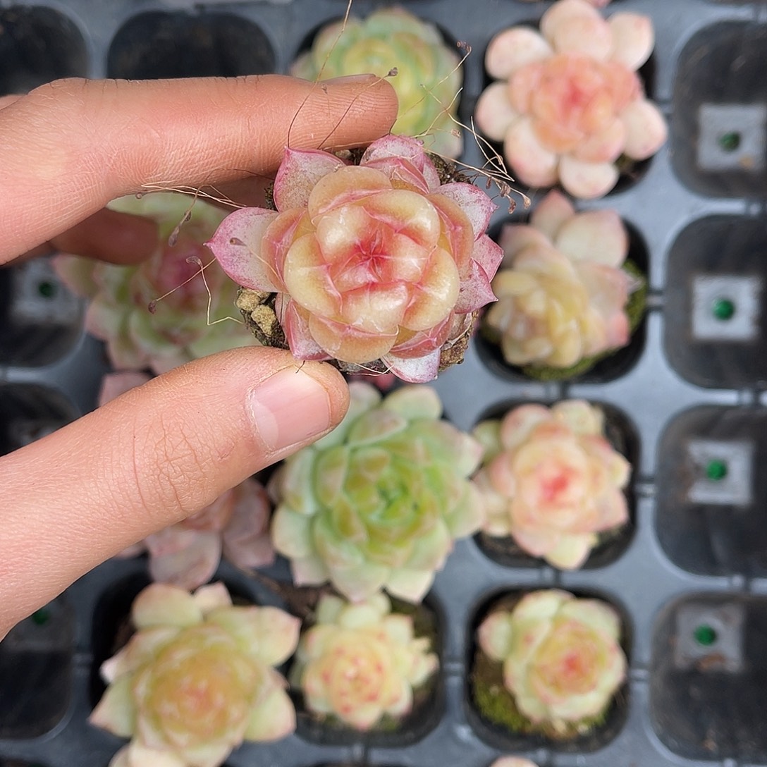 多肉一物一拍31-170