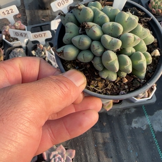 115口笛多肉植物多