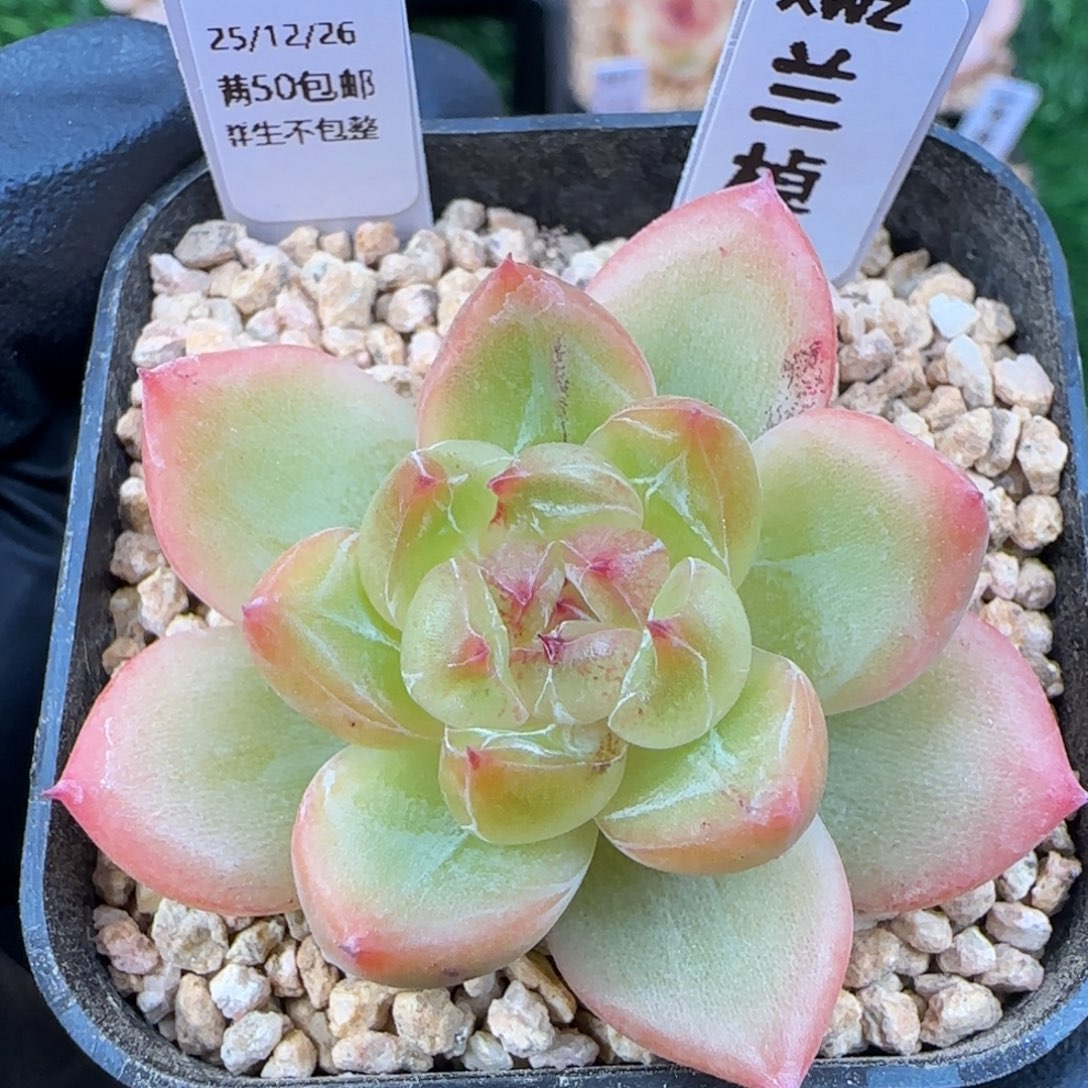 022  兰棹   5厘米盆