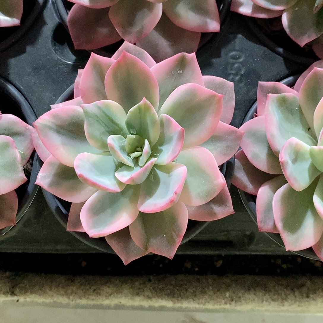 粉爱丽锦多肉植物老桩