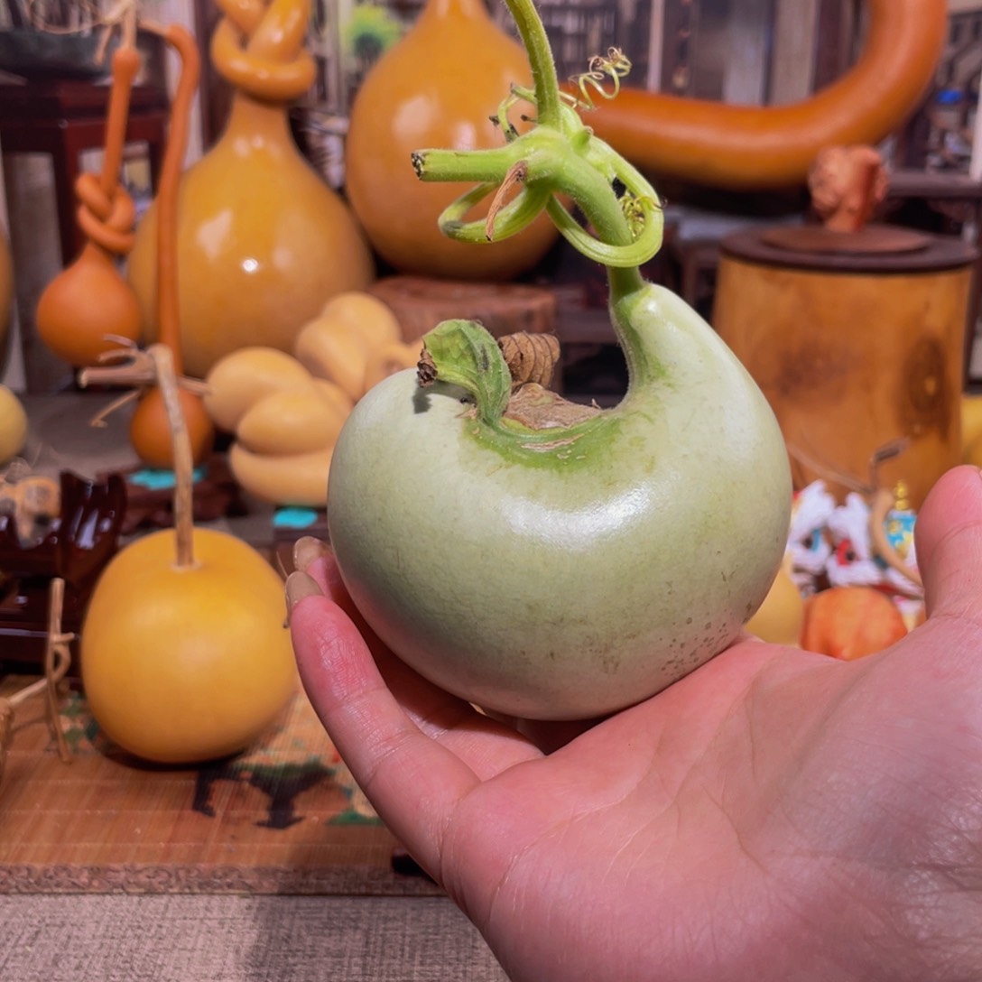 ?**?葫芦呀呀呀呀呀呀呀呀呀