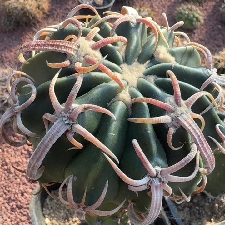 长卷刺凌波666666666