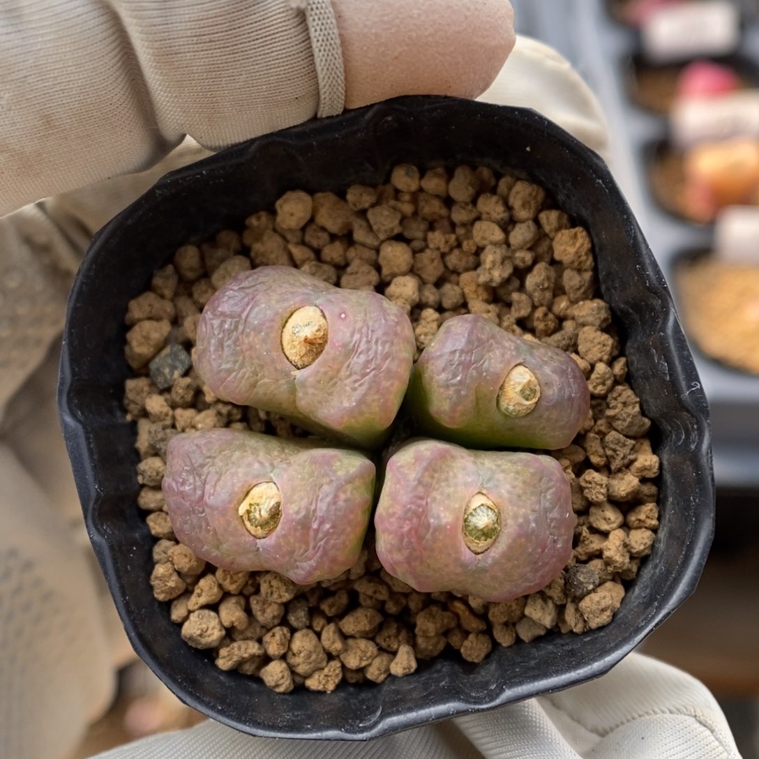 多肉植物肉锥杂交K-860