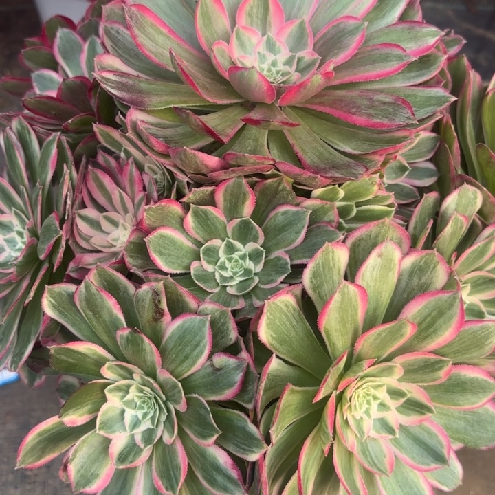 孔雀翎多肉法师不包损64