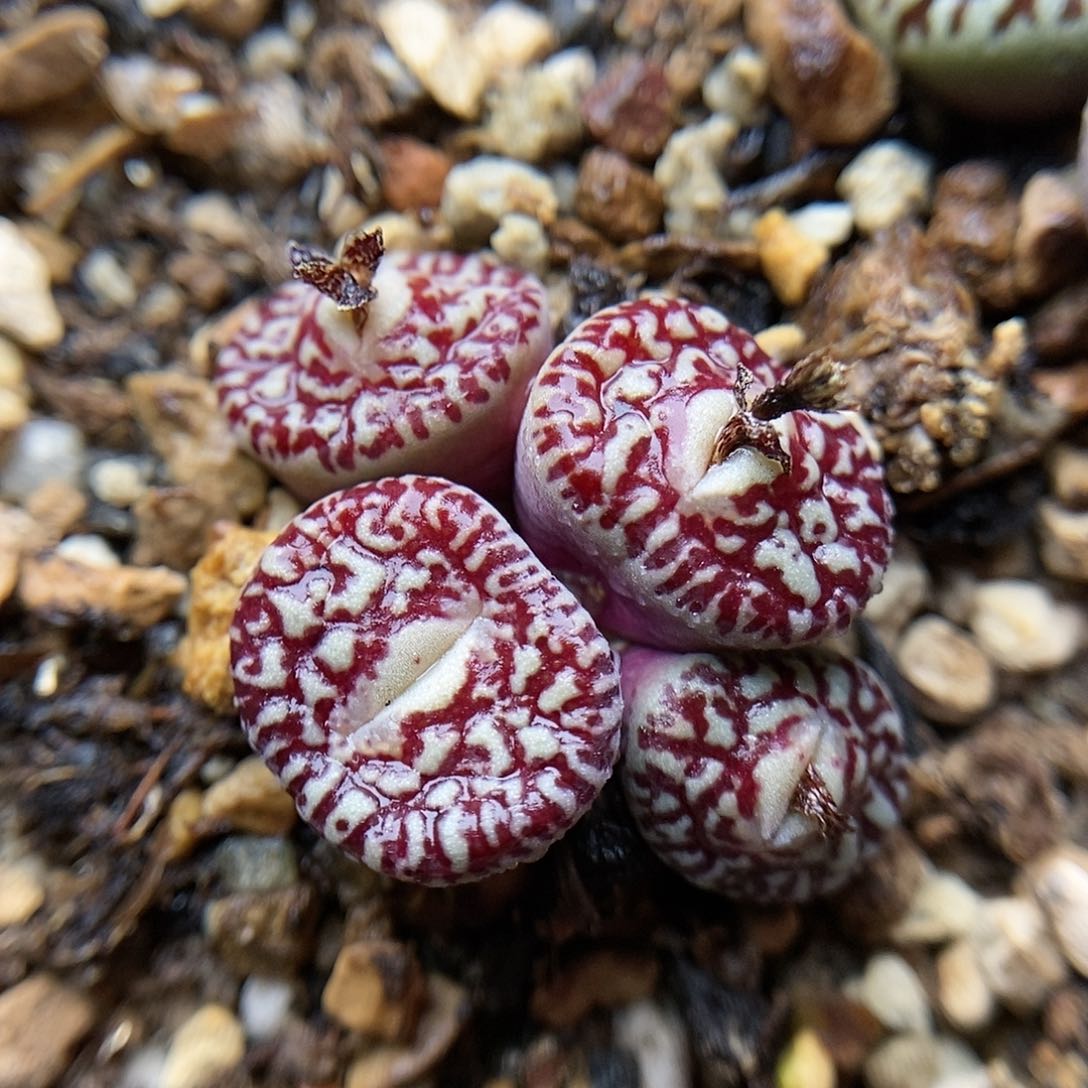 714墨小锥一颗4头包邮