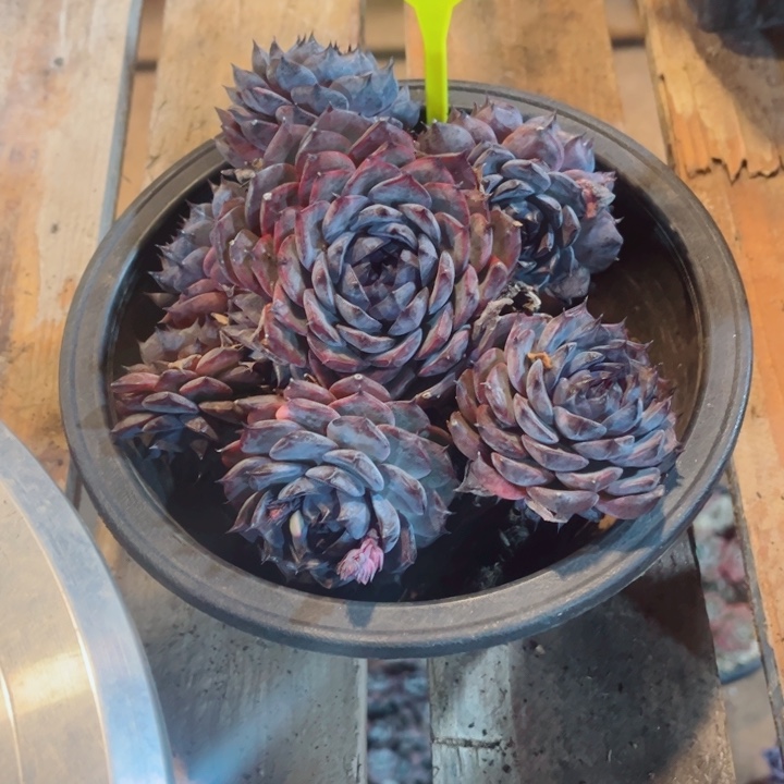 生***喜0000000000000000028蓝色妖姬寄