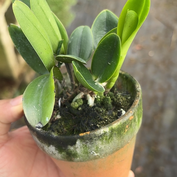 完全开放插脚英特