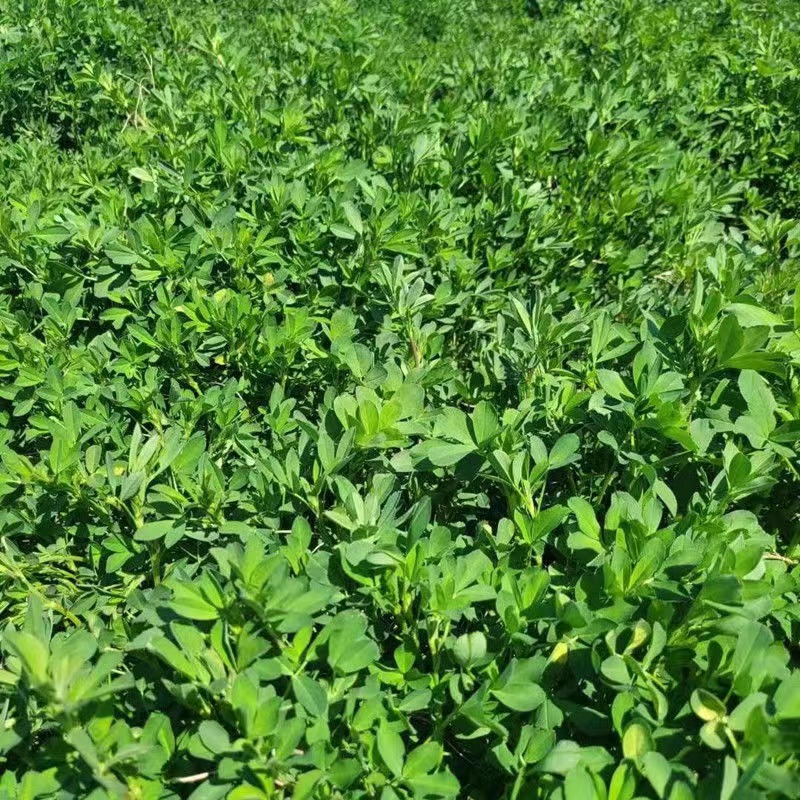 2025年新鲜紫花苜蓿草自然凉干兔粮干草牧草宠物兔饲料包邮