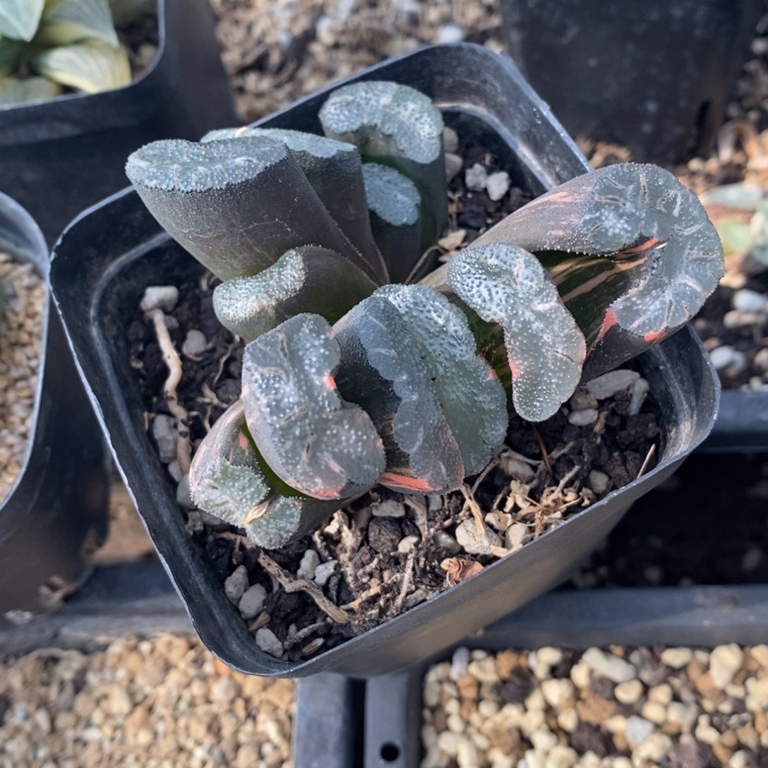 一颗实生双头玉扇锦 