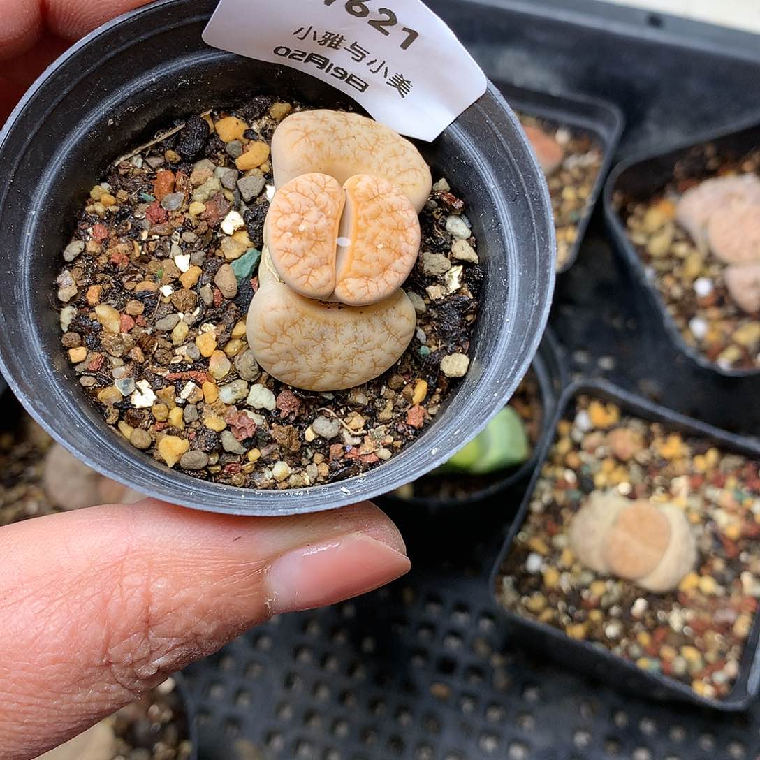 子*W621多肉植物保护研究所