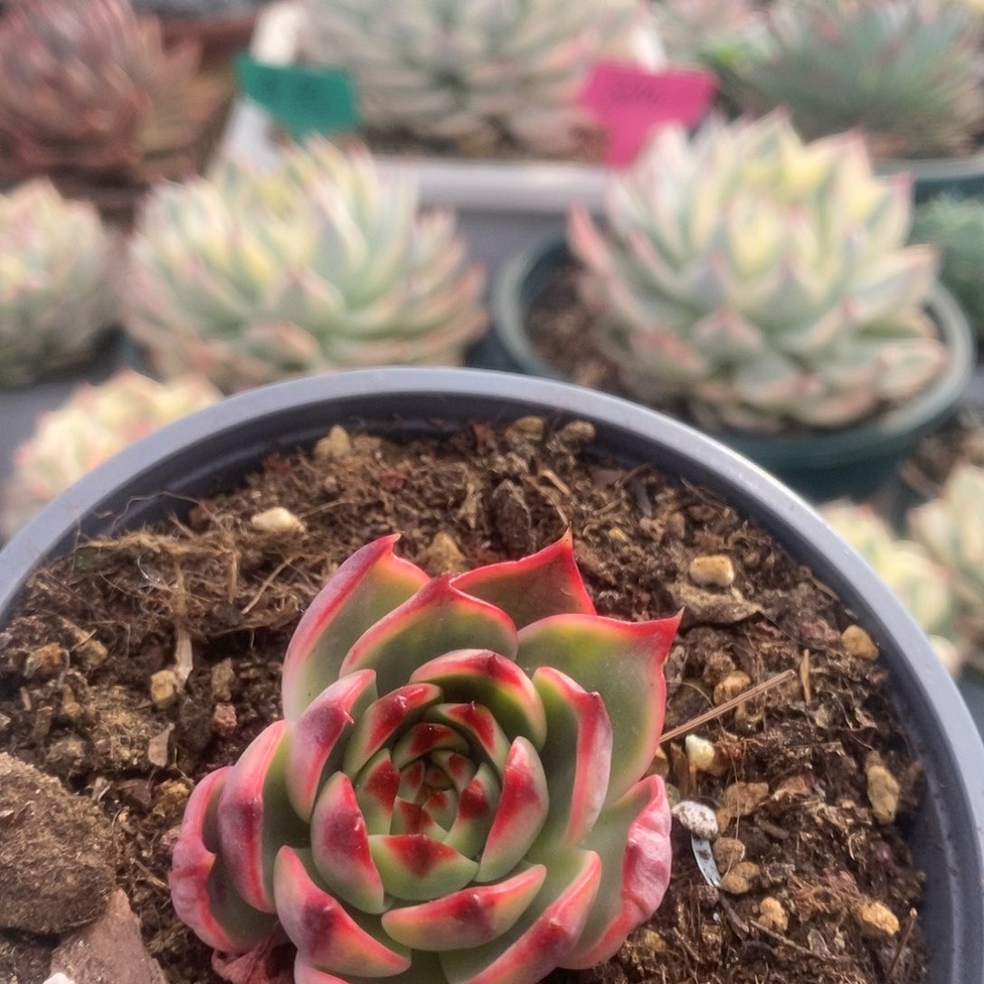 192桃花锦锦锦锦锦锦