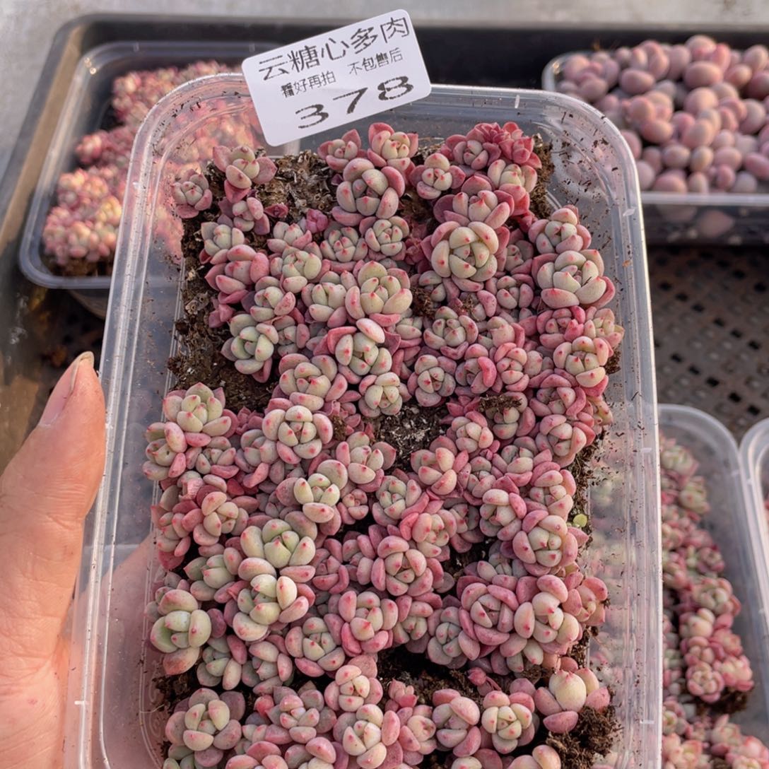 云糖心多肉植物378