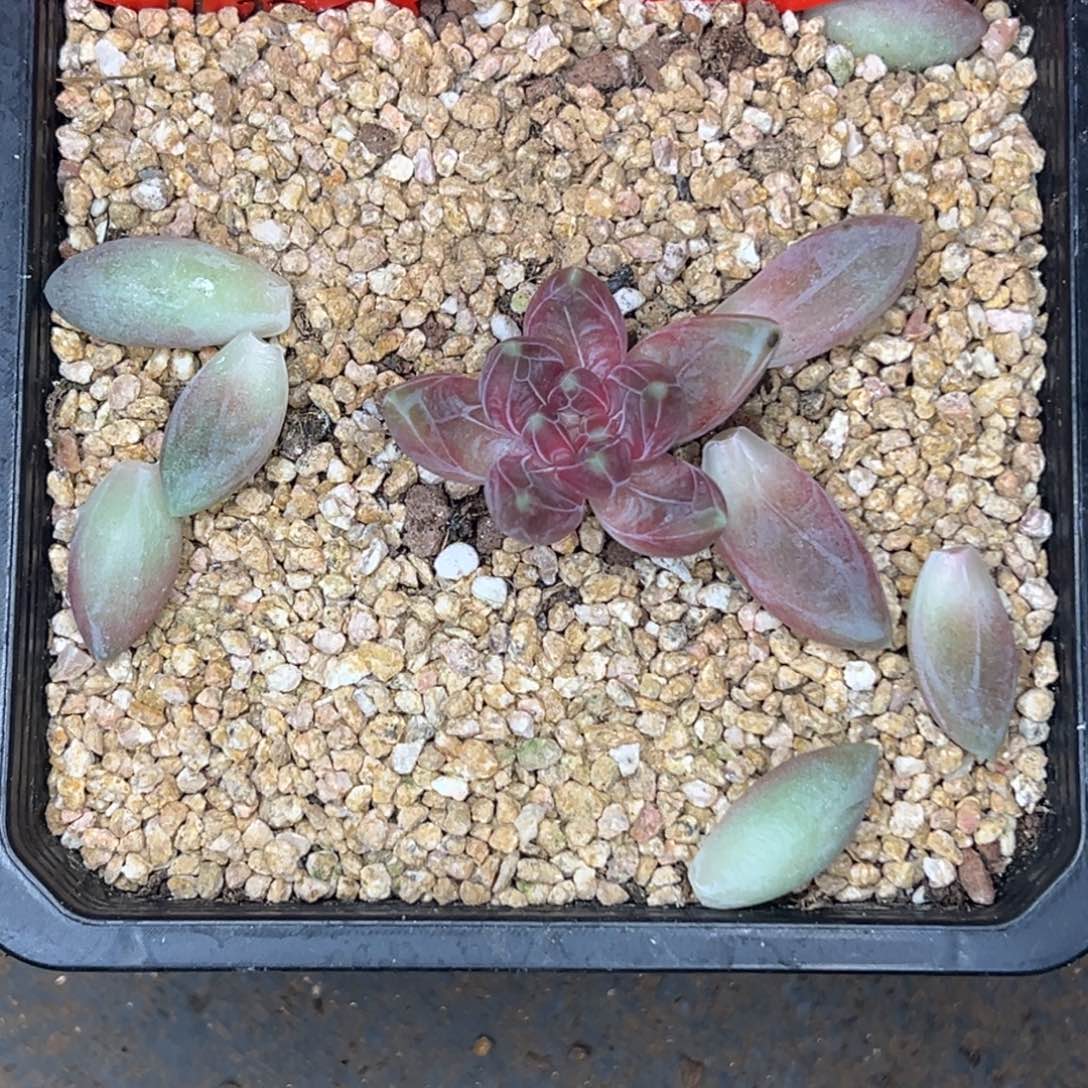 鱼****鱼姐。暗纹美人 1111