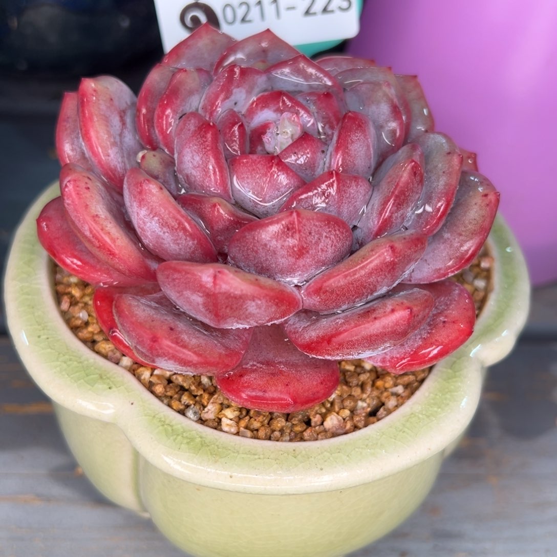 从前慢多肉精选编号0211.223