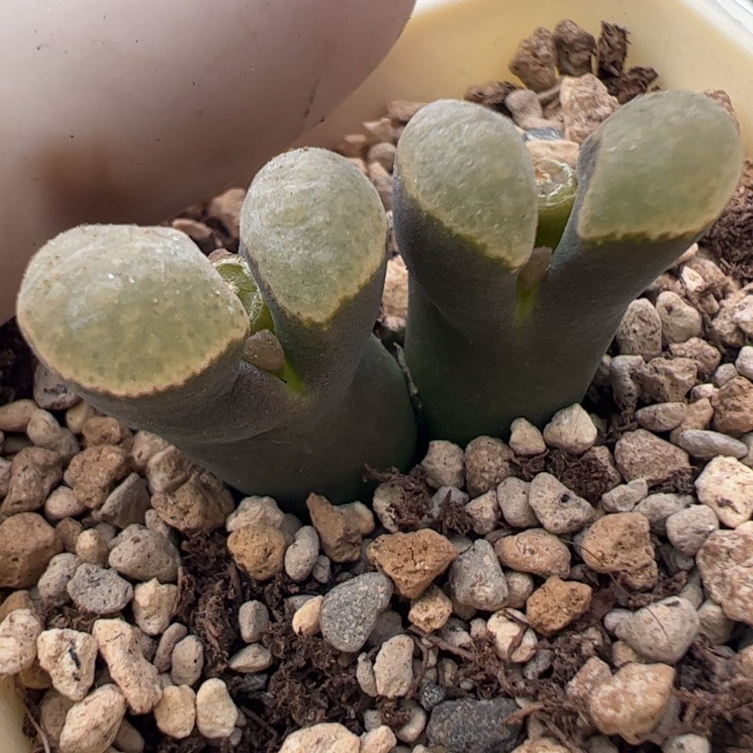 988 好看的多肉冲冲冲