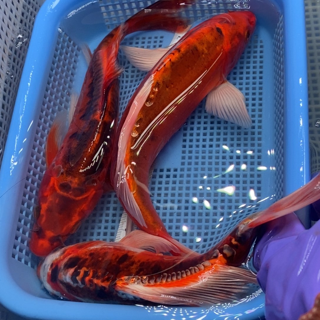 锦鲤冷水锦鲤包邮