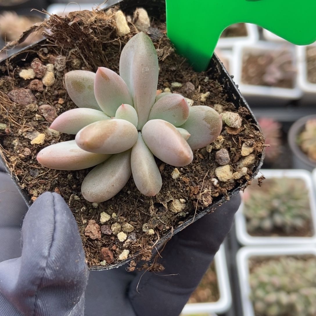 3133哥特美人多肉植物保护 