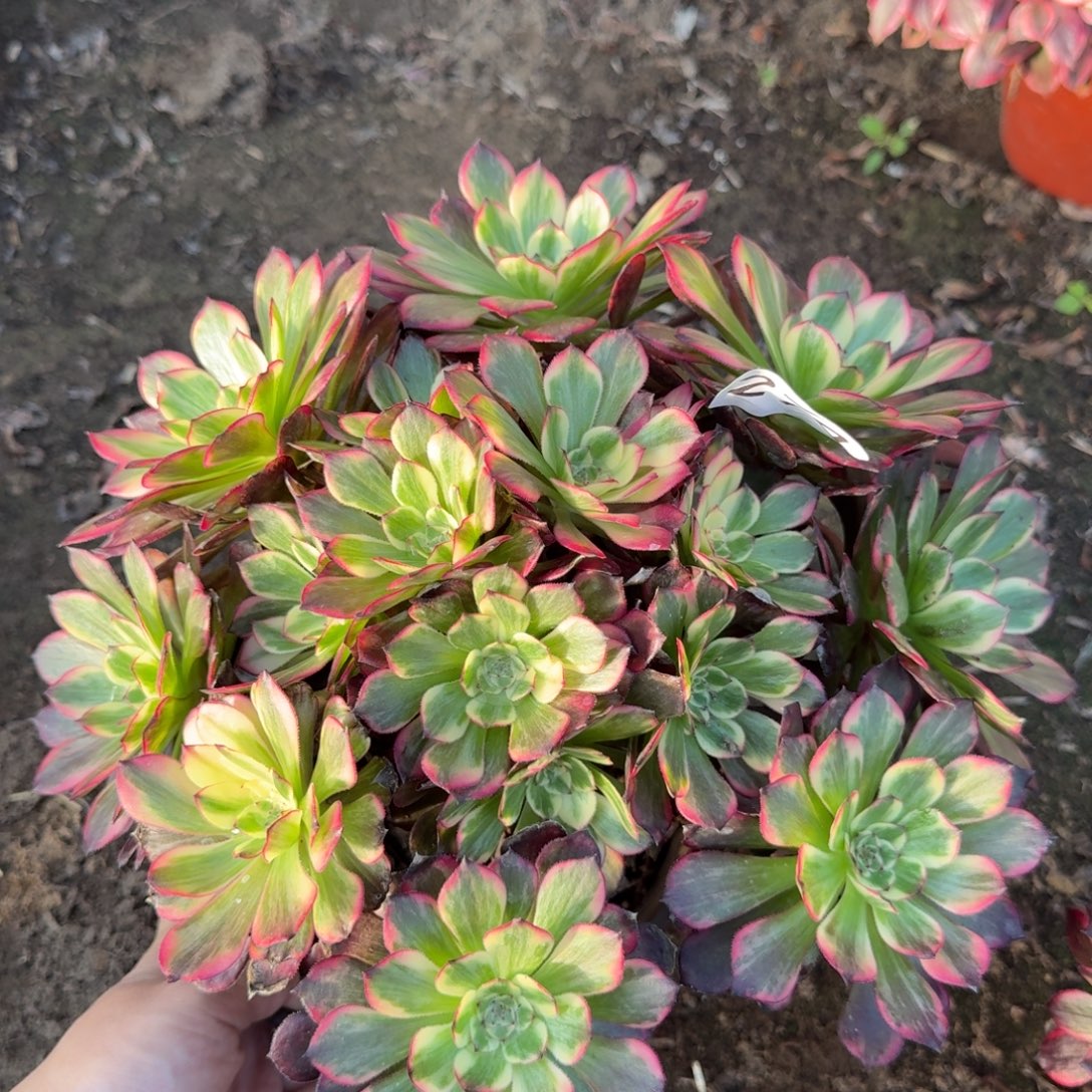 眼花法师多肉274号法师多肉