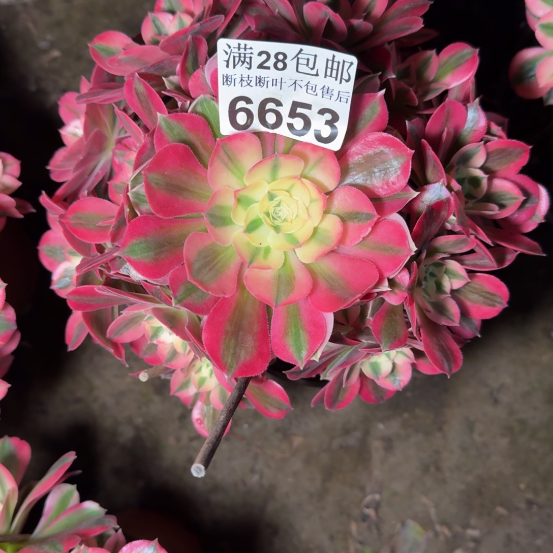 6653女巫多肉植物