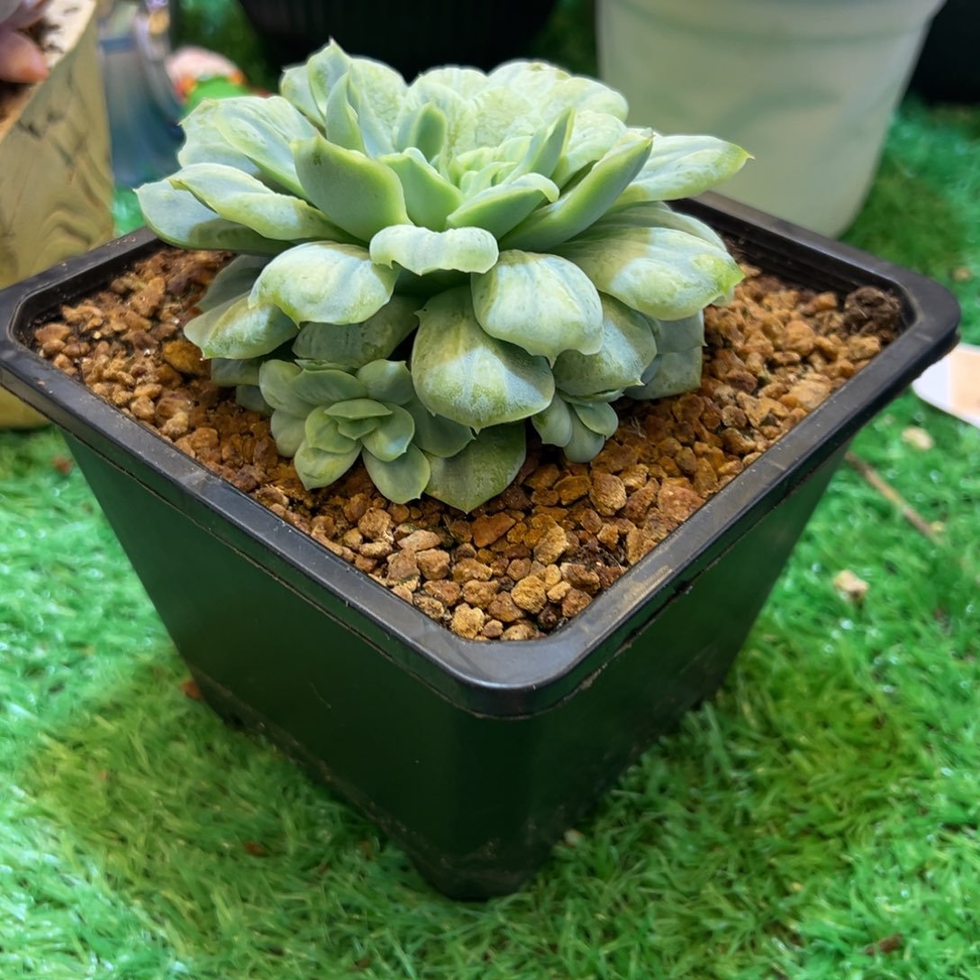 ，，，，，，，，，，，，，，，，，，